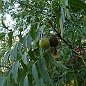 juglans californica